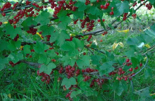 Maison L'Hirondelle Rustique à Tournavaux - Foto 40