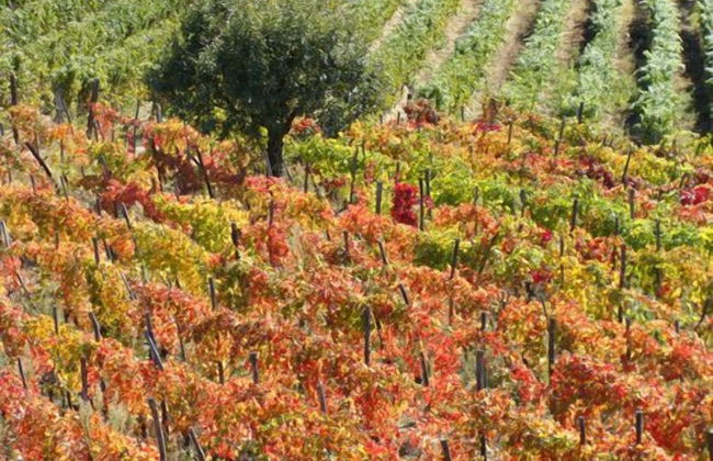 Agriturismo Cascina degli Ulivi - Foto 7