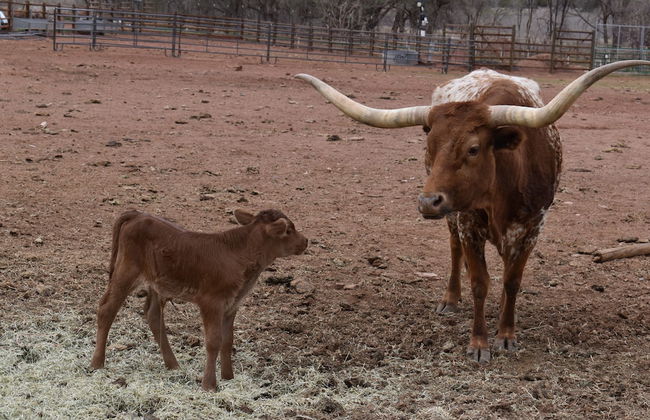 Cougar Ridge Resort - Foto 38