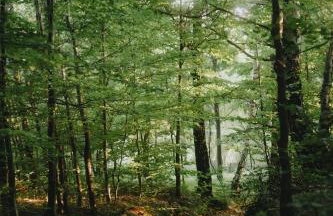 Domki W Sam Las & SPA Lubenia - Foto 16