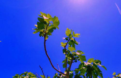 Au Murmure de la Sorgue - Foto 50