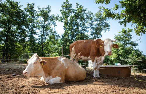 Via Lattea Agritourism - Foto 25