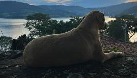 Refugio a Beira do lago Piscina Churrasqueira Vista privelegiada para o Por dos sol Canto dos Passaros - Foto 4, pet friendly