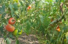 Ostoja Kamionki - Foto 23