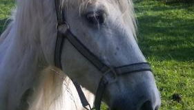 gite des deux rivières - Photo 5