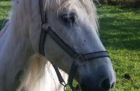 gite des deux rivières - Photo 5