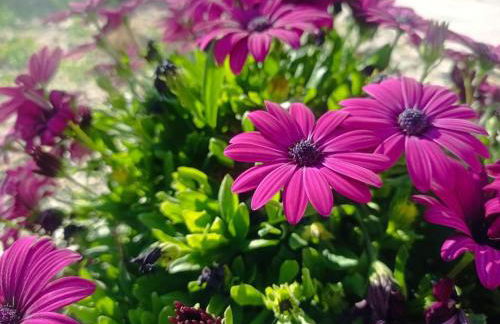 Nostalgico cottage - Photo 18