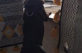 Garça-Real - Foto 14