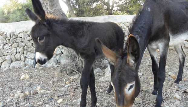 Agroturismo Son Siurana - Foto 3, Senderismo