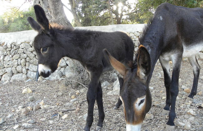 Agroturismo Son Siurana - Photo 44
