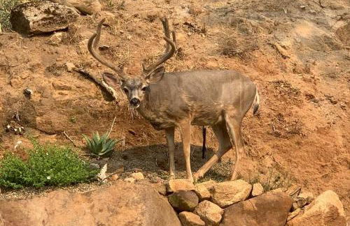 In The Oaks - Foto 7