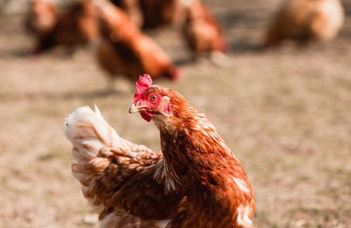 3 Bed in Whitwell oc-h33498 - Foto 28