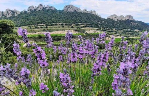 Les Dentelles du Ventoux - Gîte avec Piscine - Photo 18