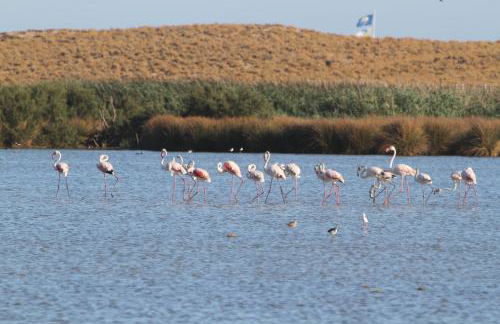 Apartamento T1 Herdade dos Salgados - Foto 29
