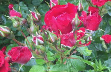 Ferme de Riou - Foto 47