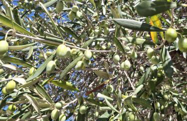 Tenuta Belvedere Cilento - Foto 45