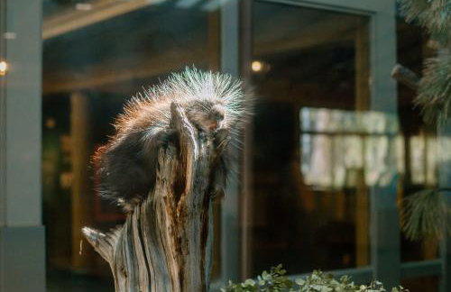 Juniper Getaway Dreamy Kitchen Pet Friendly - Foto 25