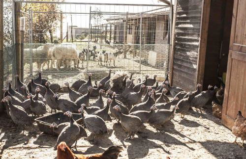 Azienda Agrituristica Alcastlè - Foto 66