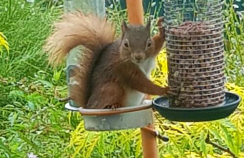 Argyllholidaycottage Loch Awe - Foto 12