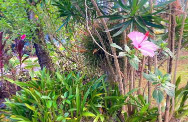 Seaside House and Aloha Bungalow - Foto 33