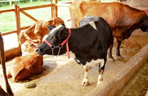 Hotel Fazenda Vale Amanhecer - Photo 28