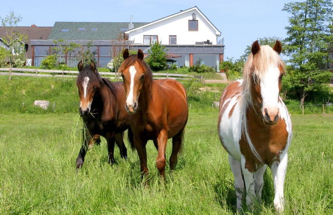 Ferienwohnungen Ostseeblick - Foto 79