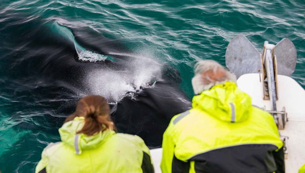 Viendo una ballena desde el barco