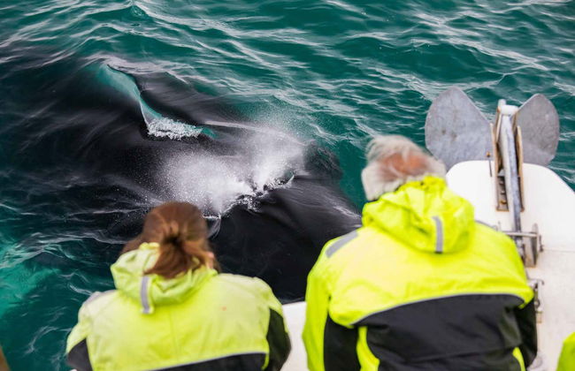 Avvistamento di balene - Foto 2