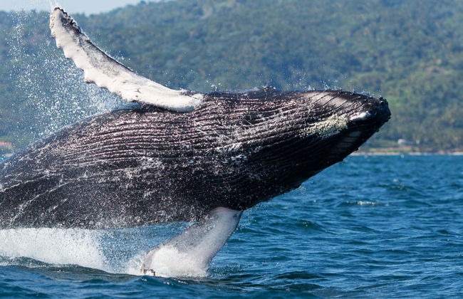 Whale Watching + Cayo Levantado Day Trip - Photo 1