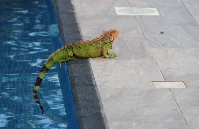 Villas Octogoña - Foto 35