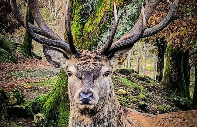 Ulvereds Hjorthägn - Foto 10