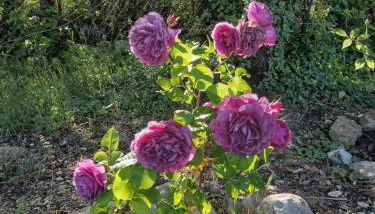 Les Gites du Mont Ventoux - Photo 5, Garden, Garden view