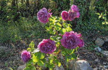 Les Gites du Mont Ventoux - Foto 5