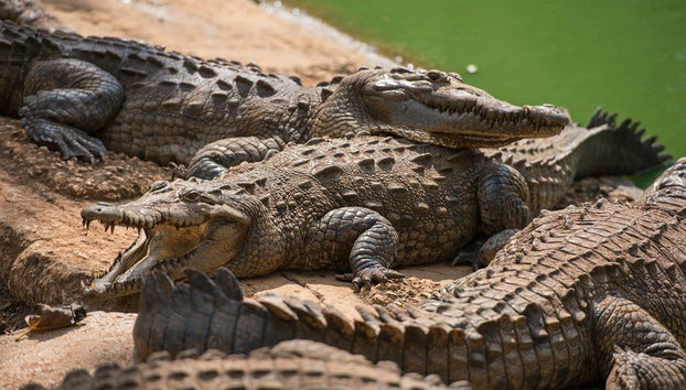 Excursión a Morón y la laguna La Redonda - Foto 4, Foto de varios ejemplares de cocodrilos en un criadero