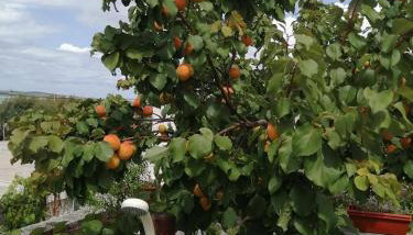 Apartments Mirana - Foto 2