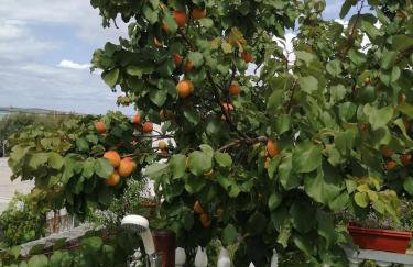 Apartments Mirana - Foto 2