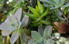 Casa Vista do Vale próxima ao Vale dos Vinhedos - Foto 41