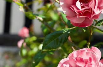 Manoir des Pavements - Photo 10