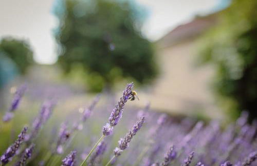 FEWO KOI mit Teichblick - Foto 10