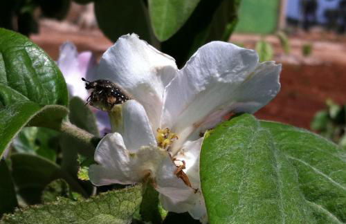 Agriturismo Mele - Foto 24