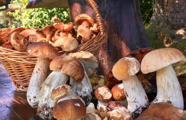 Agroturystyka Pod Modrzewiem - Babia Góra - Foto 31