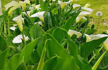 Agriturismo L'Uliveto - Foto 31