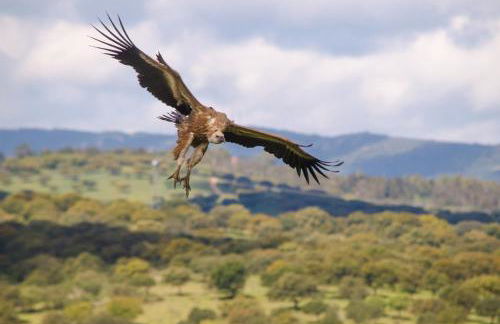 Casa rural y Habitaciones La Cañada en Monfrague Torrejon el Rubio - Foto 9