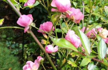 Taras Ferienwohnung - Foto 32