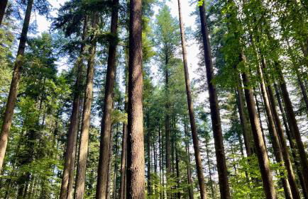 Casa fiordaliso - Foto 62