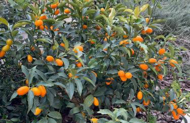 Villa Centenary Goose - Foto 32