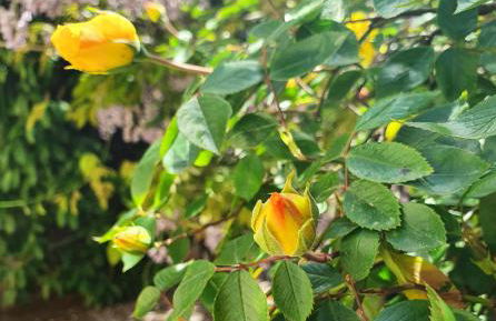 Chambres privées dans maison avec jardin-Proche LDLC-Groupama Stadium-Eurexpo - Foto 19