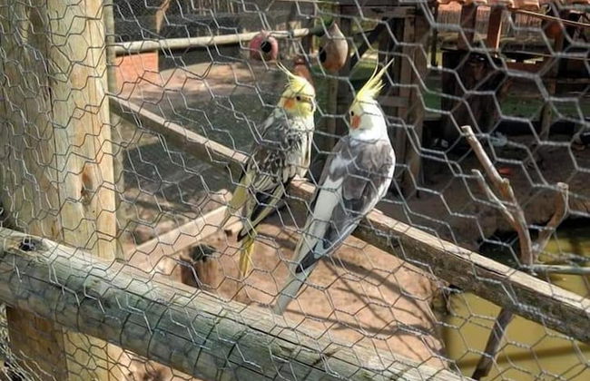 Hotel Fazenda Estancia Torre De Pedra - Foto 53