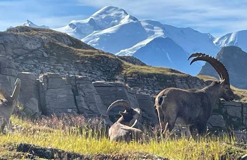 Résidence Les Chardons Argentés - Foto 29