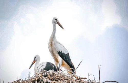 Large, atmospheric cottage in the countryside - Foto 31